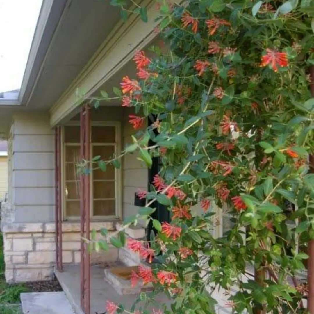 Coral honeysuckle vine with orange-red flowers climbing a ranch-style home's front porch.