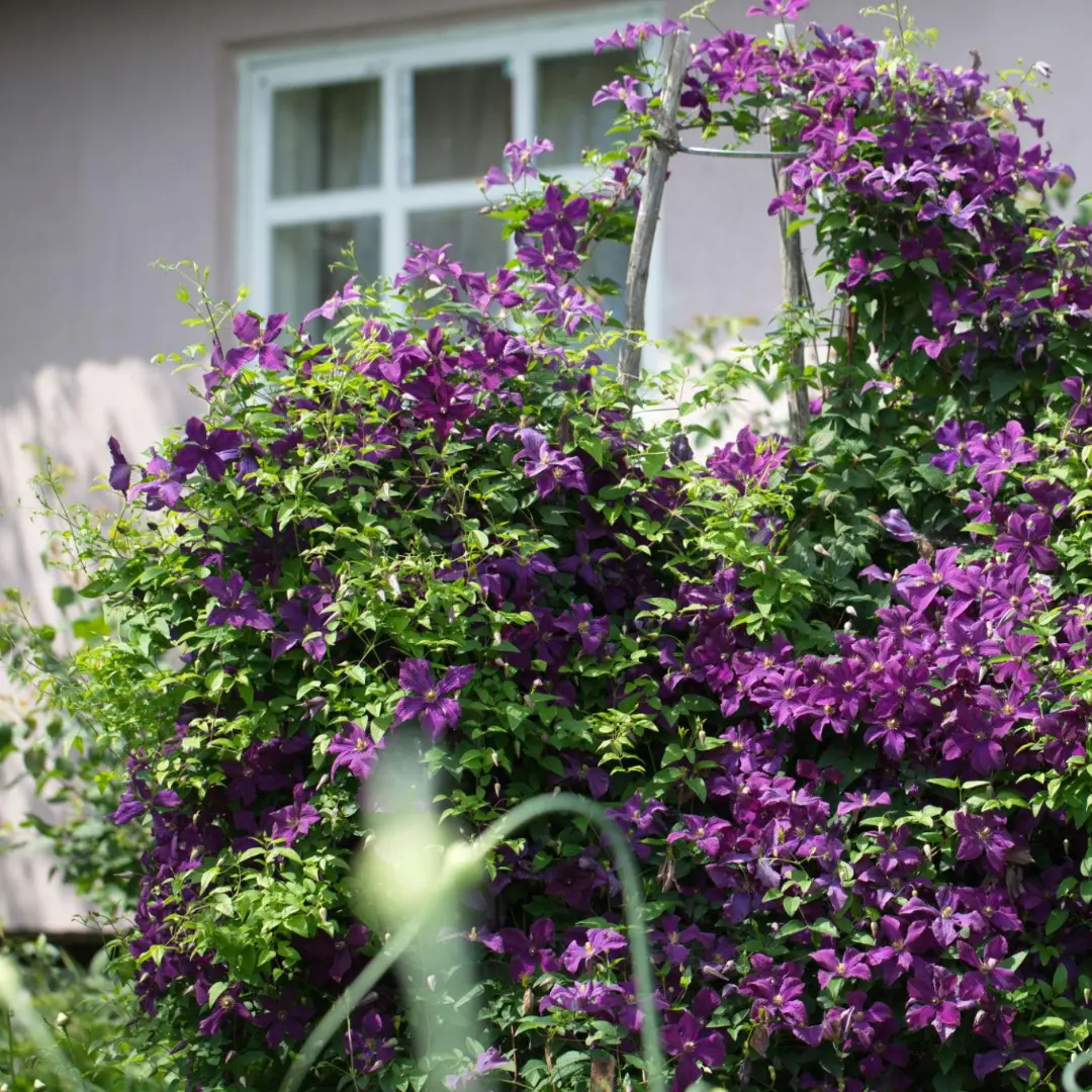 Purple clematis vine in full bloom climbing a metal trellis against a home exterior.