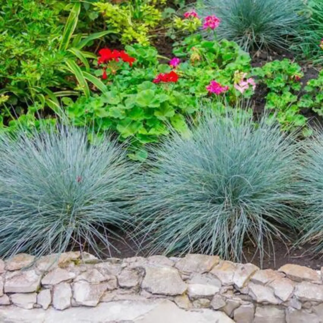 Blue Fescue ornamental grass clumps in a stone-edged raised garden bed.