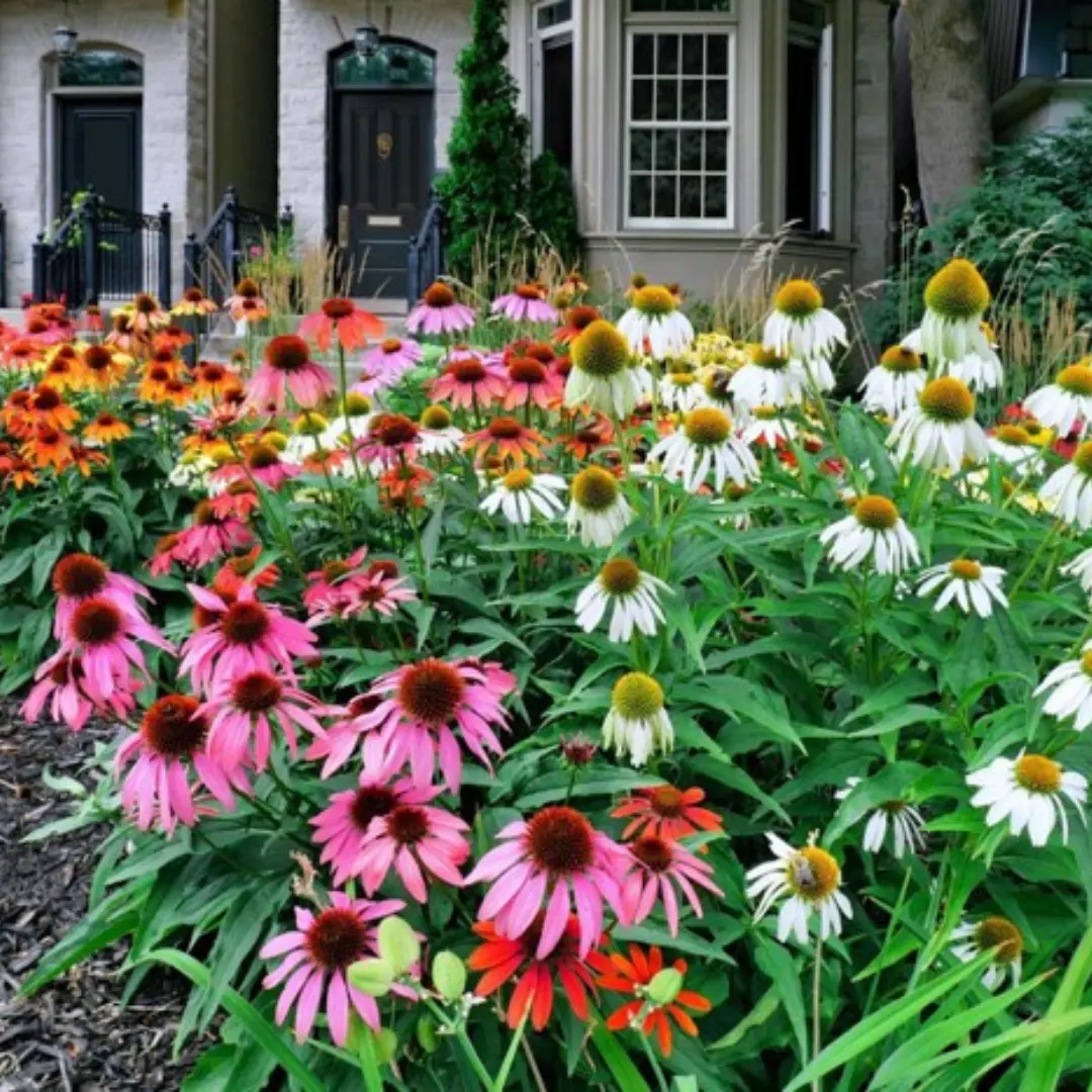 Multicolored coneflowers in pink, white, and orange blooming in a front yard garden.