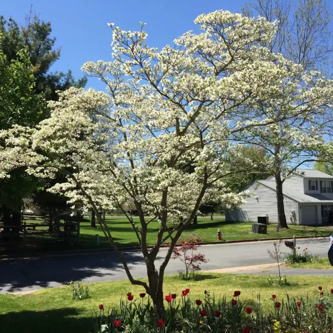 best plants for your home's foundation, big white tree