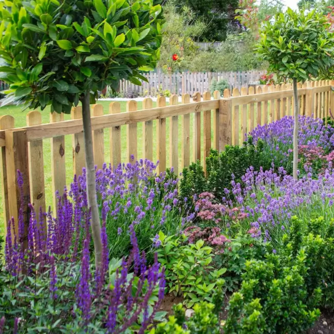 Purple lavender and salvia border along a wooden picket fence in a cottage garden.